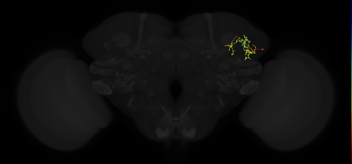 adult superior lateral protocerebrum neuron 336