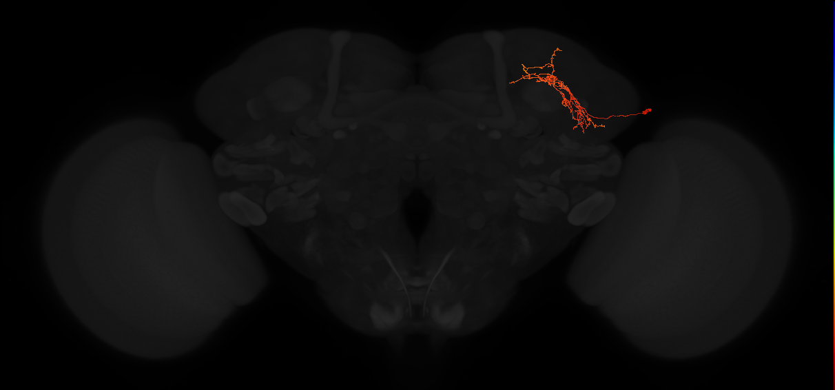adult superior lateral protocerebrum neuron 337