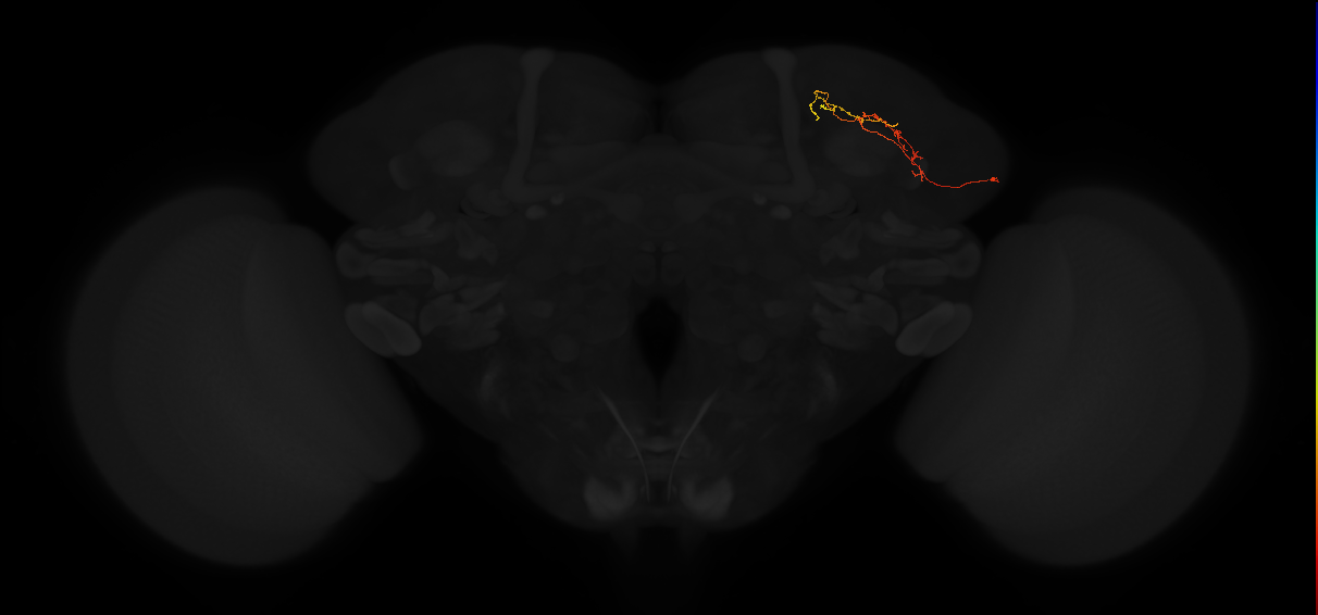 adult superior lateral protocerebrum neuron 338