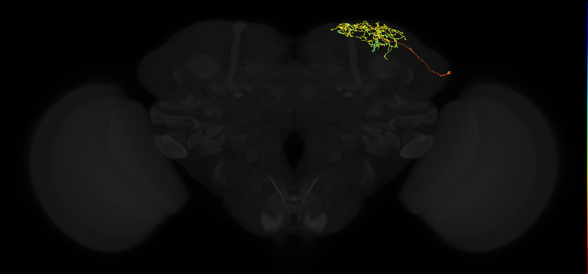 adult superior lateral protocerebrum neuron 340