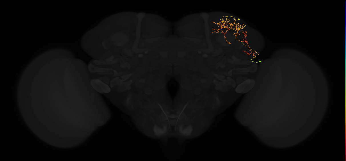 adult superior lateral protocerebrum neuron 341