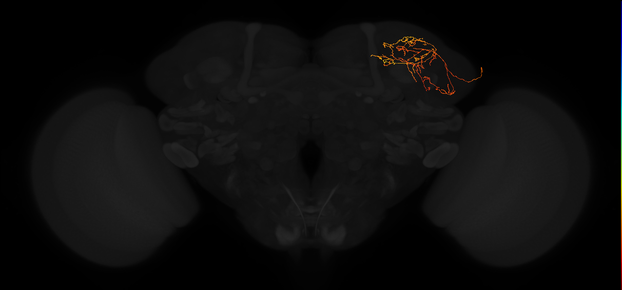 adult superior lateral protocerebrum neuron 342