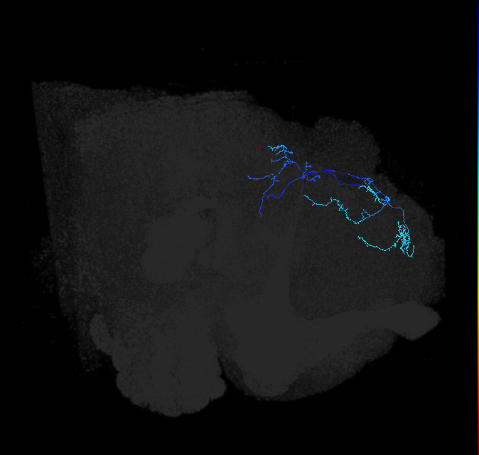 SLP343_R (FlyEM-HB:389589423)