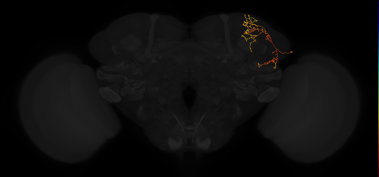 adult superior lateral protocerebrum neuron 344