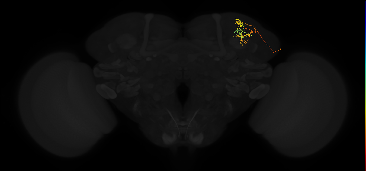 adult superior lateral protocerebrum neuron 345