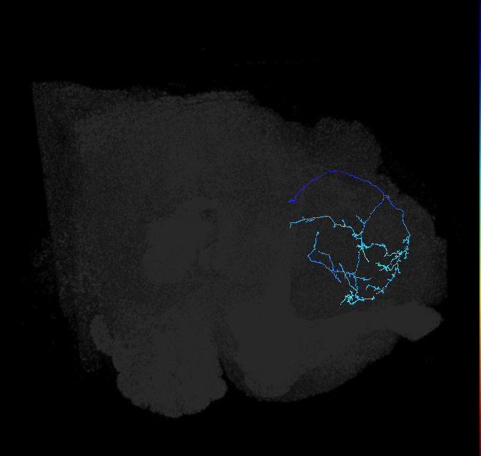 SLP345_R (FlyEM-HB:510956083)