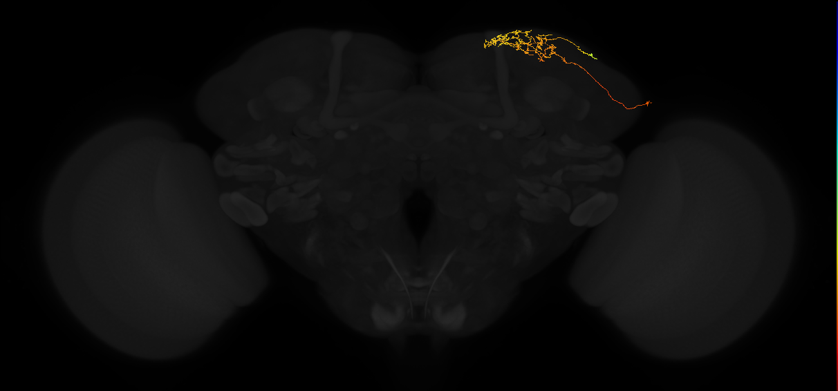 adult superior lateral protocerebrum neuron 347