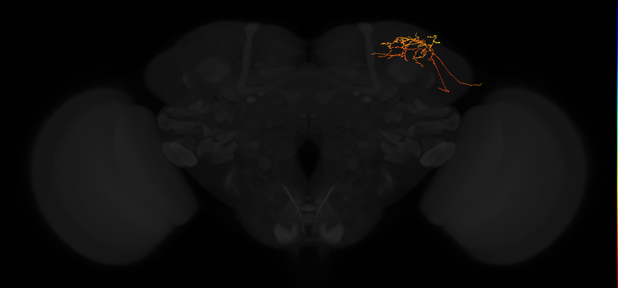 adult superior lateral protocerebrum neuron 348