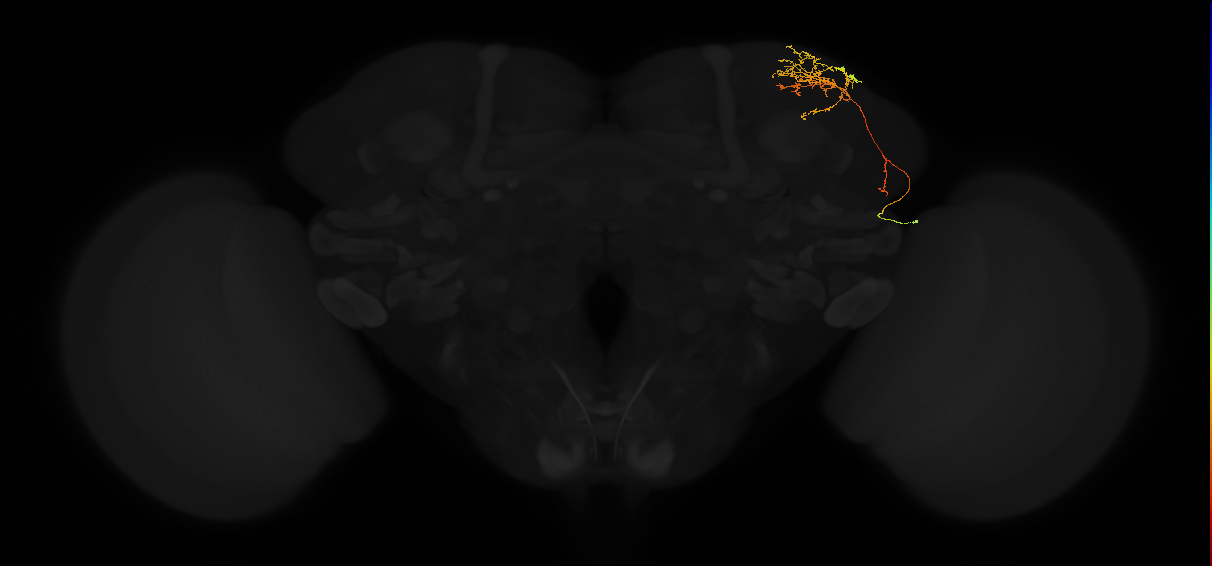 adult superior lateral protocerebrum neuron 349