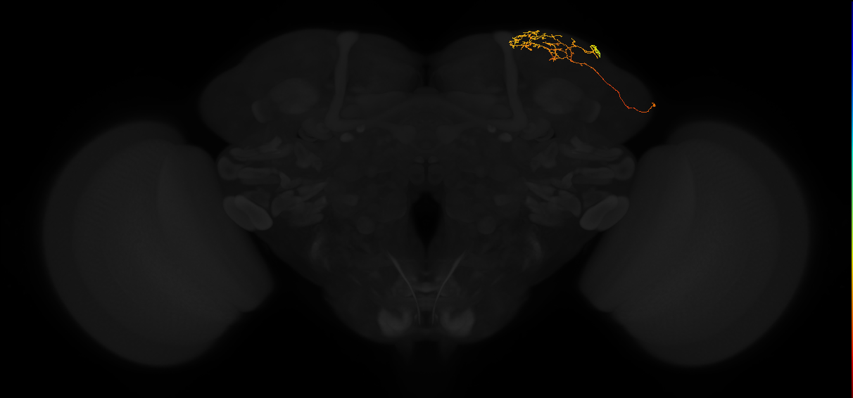 adult superior lateral protocerebrum neuron 351