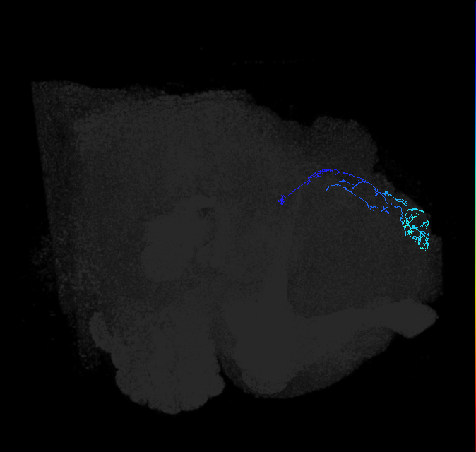 SLP352_R (FlyEM-HB:5901211960)