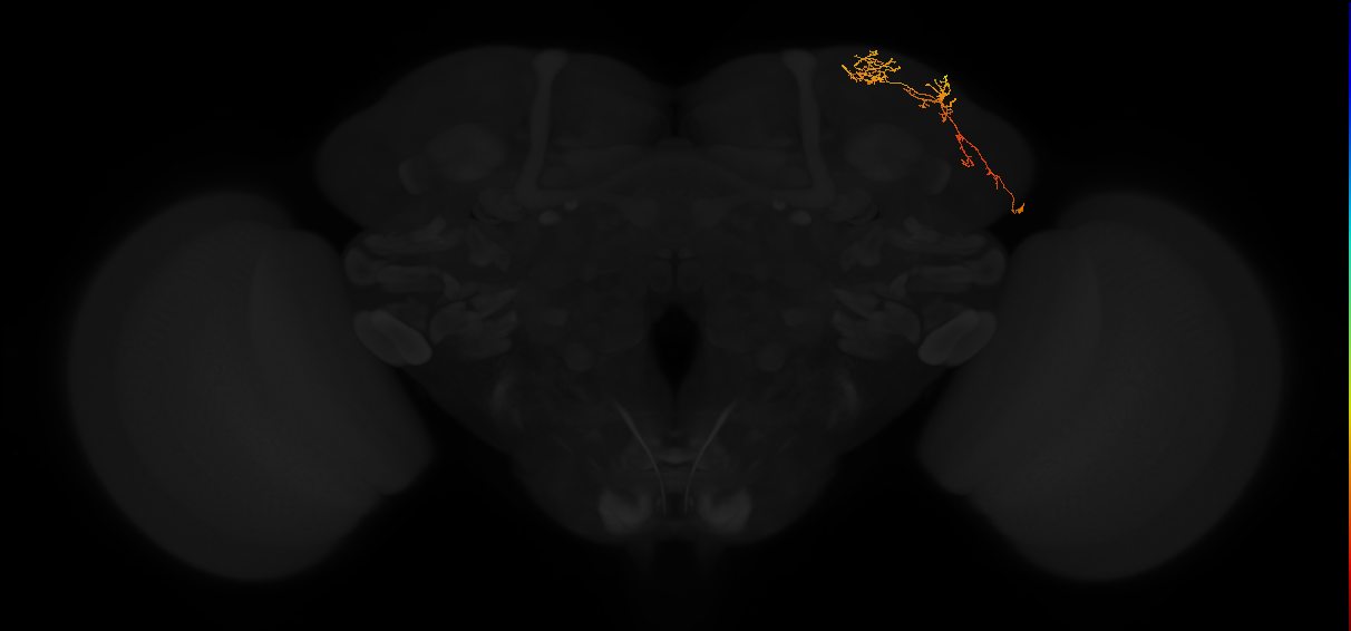 adult superior lateral protocerebrum neuron 352