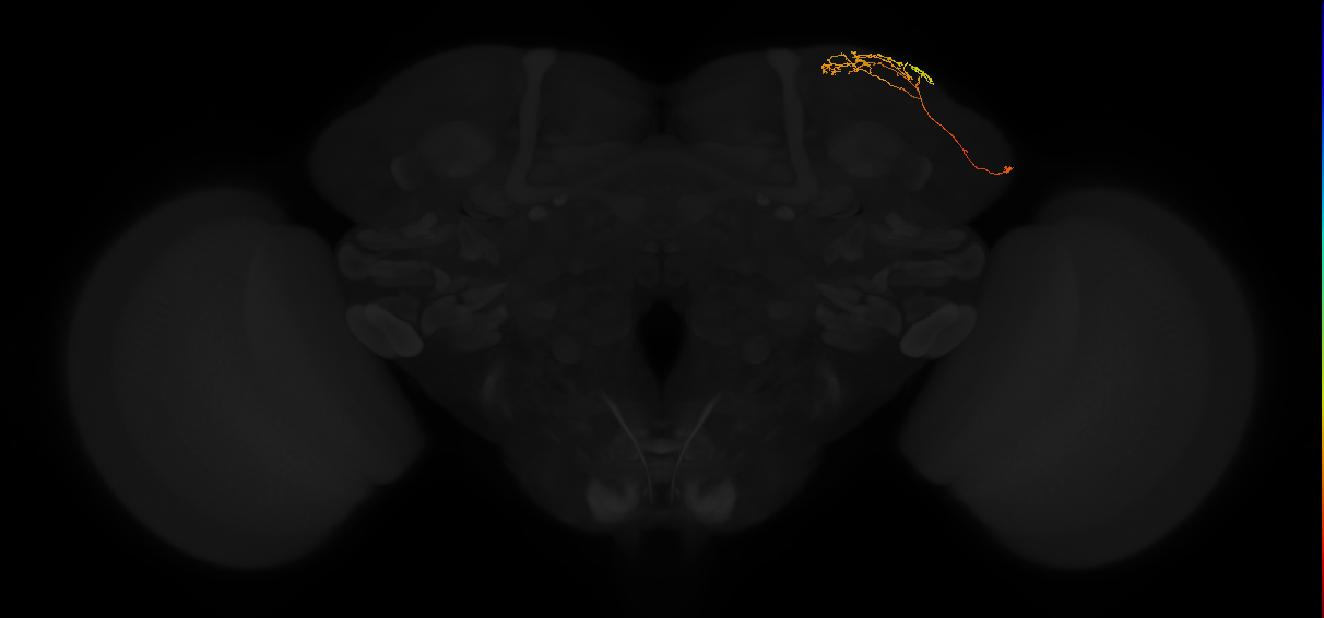 adult superior lateral protocerebrum neuron 353