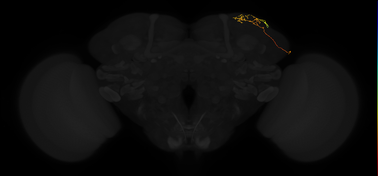 adult superior lateral protocerebrum neuron 354