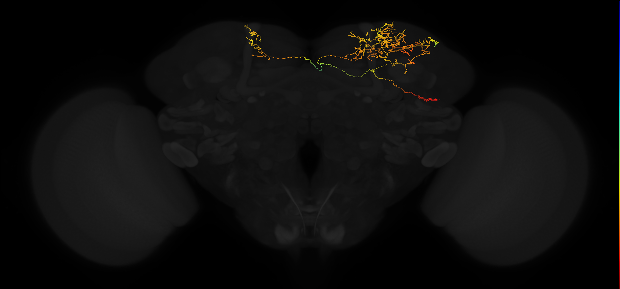 adult superior lateral protocerebrum neuron 355
