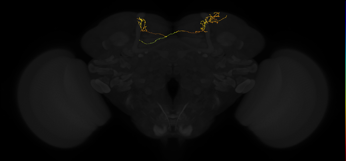 adult superior lateral protocerebrum neuron 355