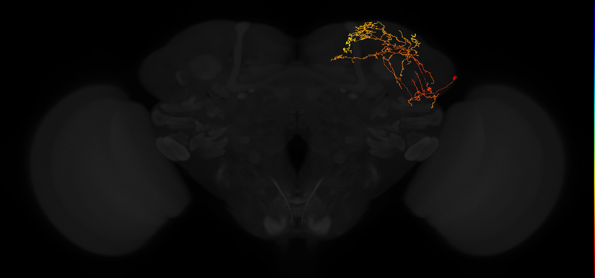 adult superior lateral protocerebrum neuron 359