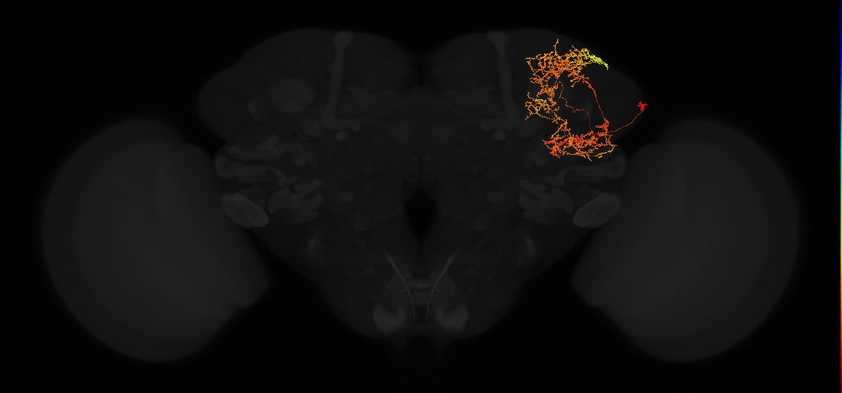 adult superior lateral protocerebrum neuron 360