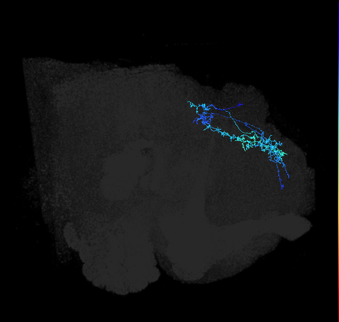 SLP360_R (FlyEM-HB:5813019543)