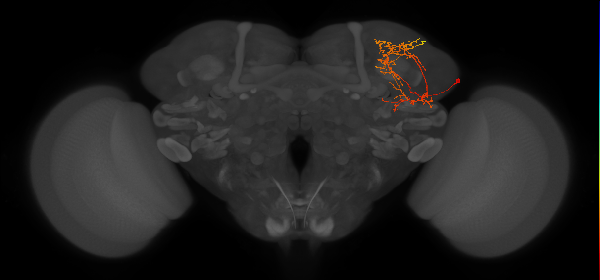 SLP360_R (FlyEM-HB:5813019543)