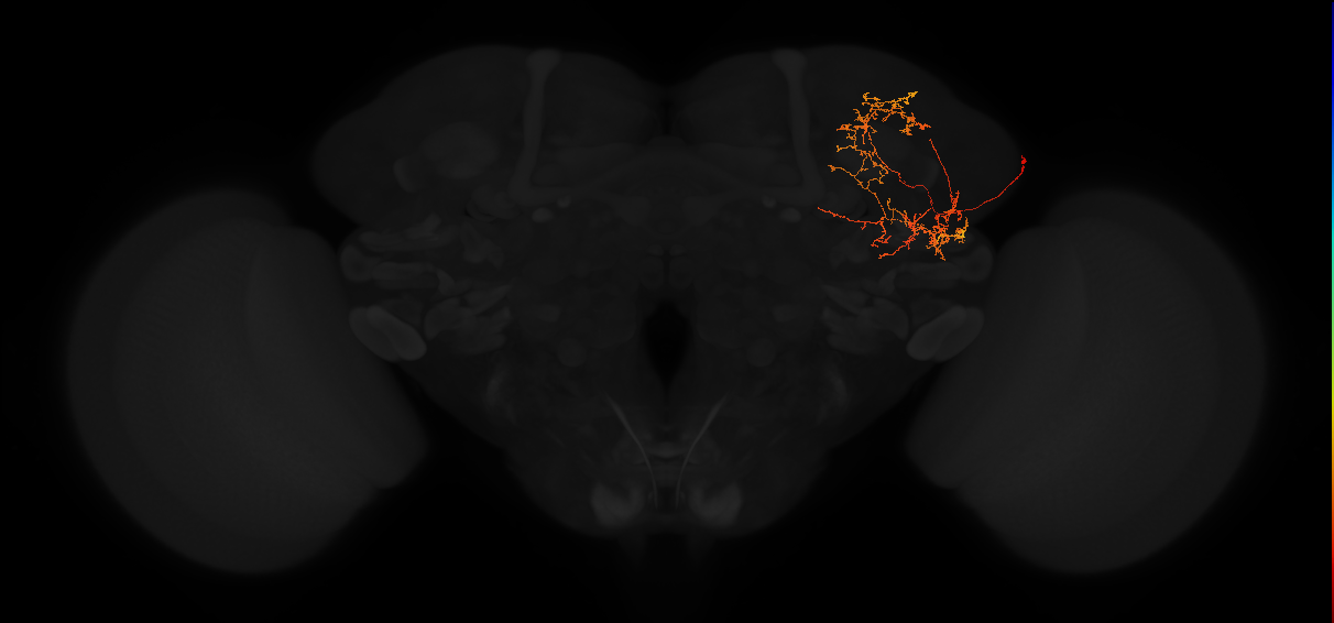 adult superior lateral protocerebrum neuron 360