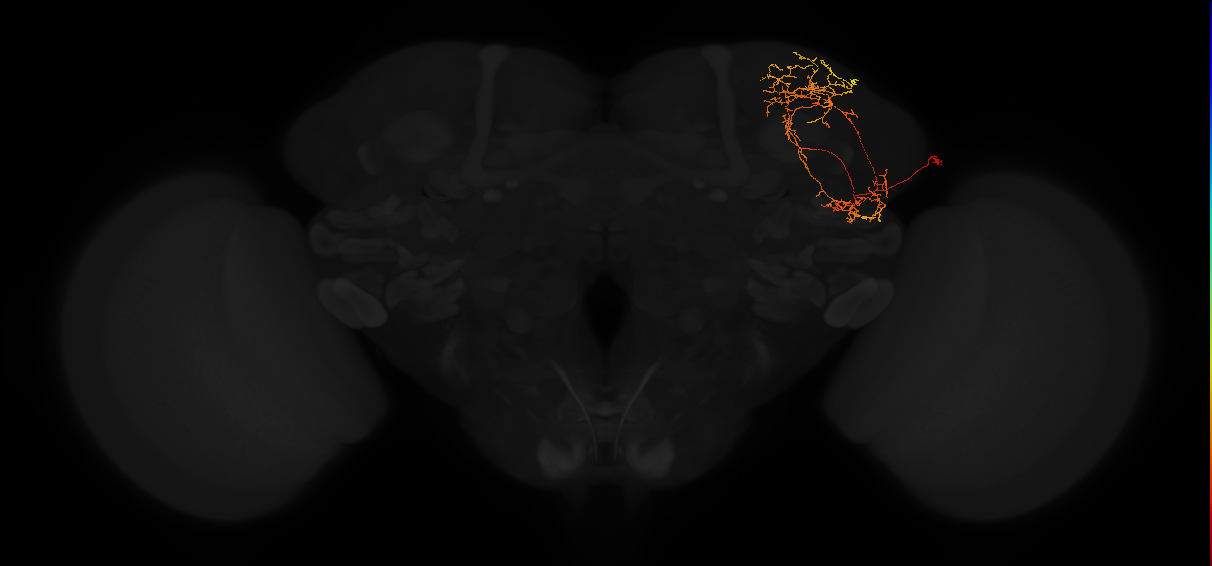 adult superior lateral protocerebrum neuron 362