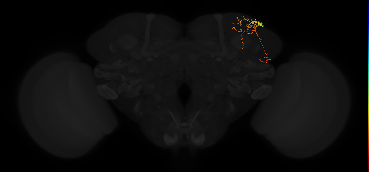adult superior lateral protocerebrum neuron 367