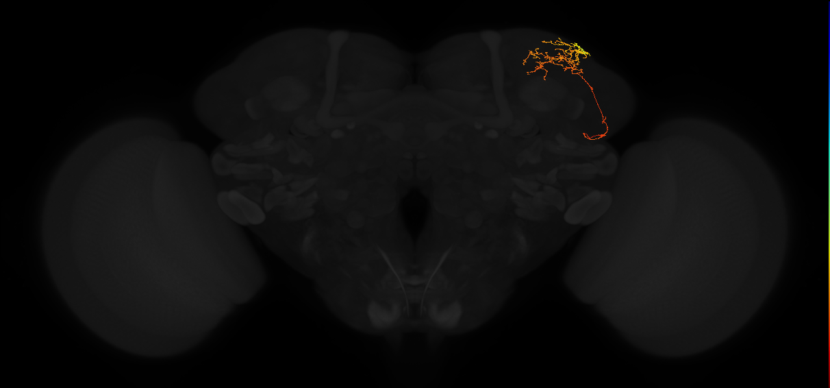 adult superior lateral protocerebrum neuron 367