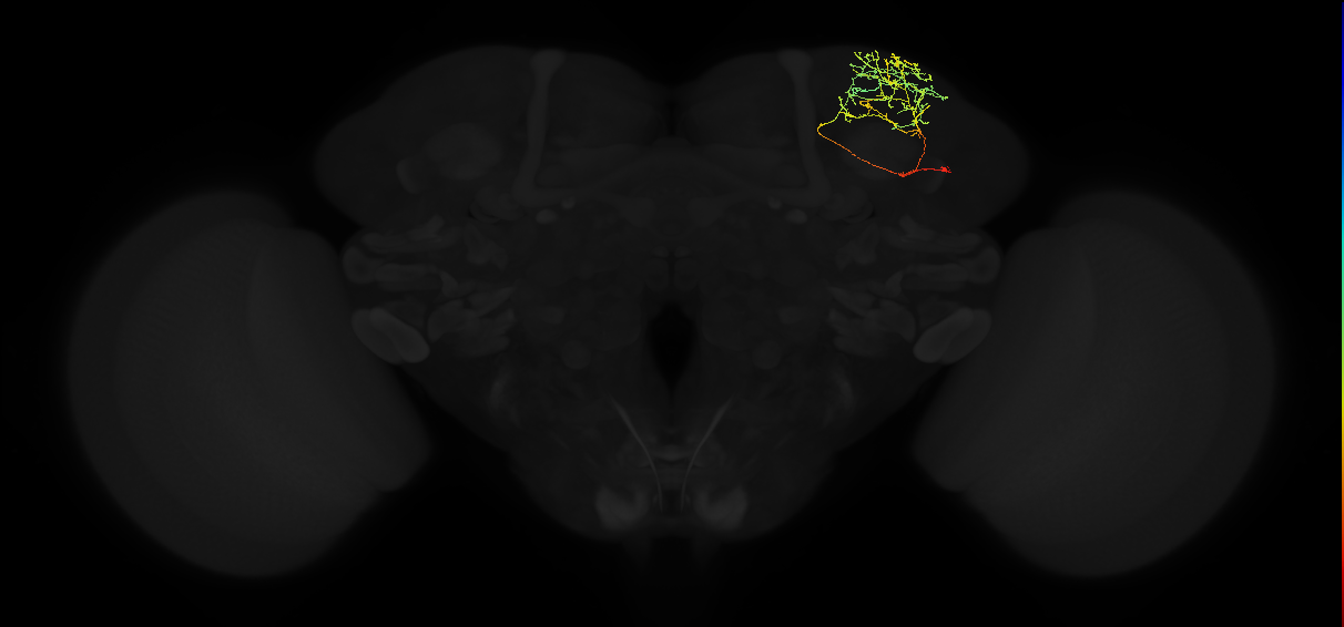 adult superior lateral protocerebrum neuron 369