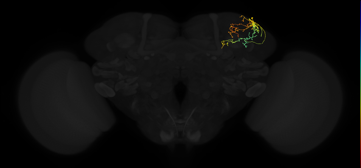 adult superior lateral protocerebrum neuron 375