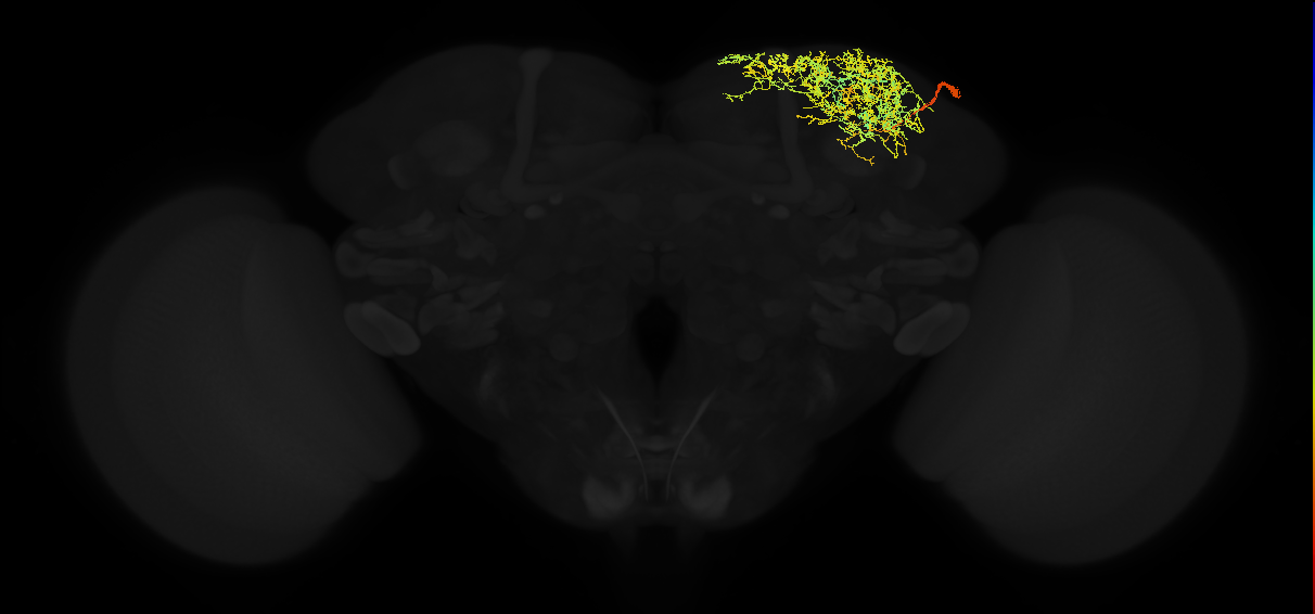 adult superior lateral protocerebrum neuron 376
