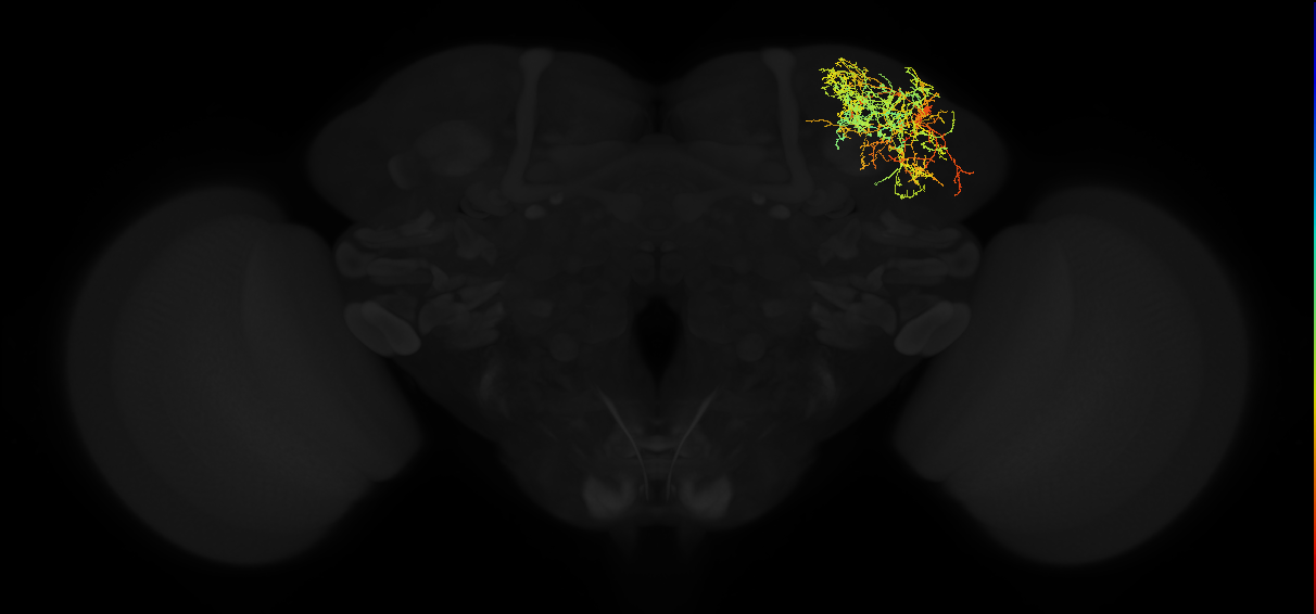 adult superior lateral protocerebrum neuron 377