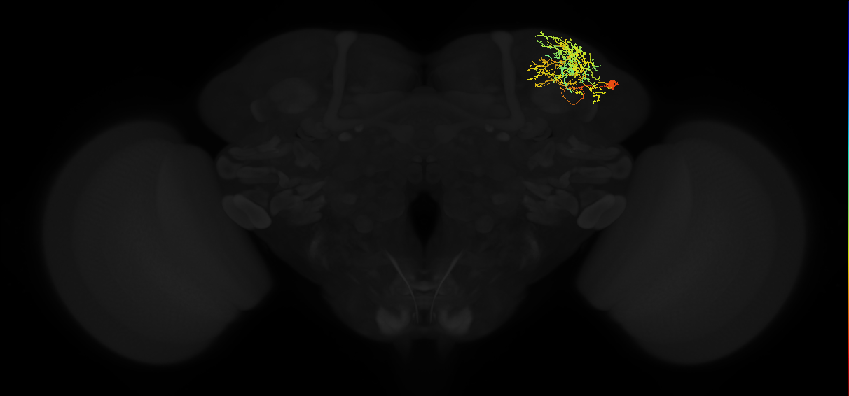 adult superior lateral protocerebrum neuron 378