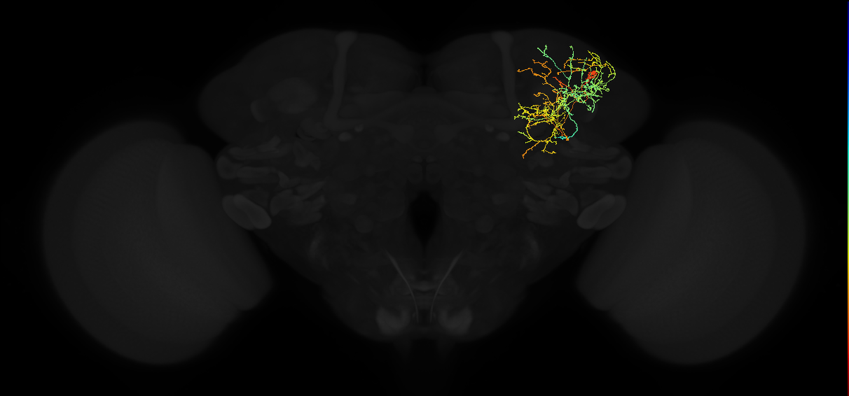 adult superior lateral protocerebrum neuron 379