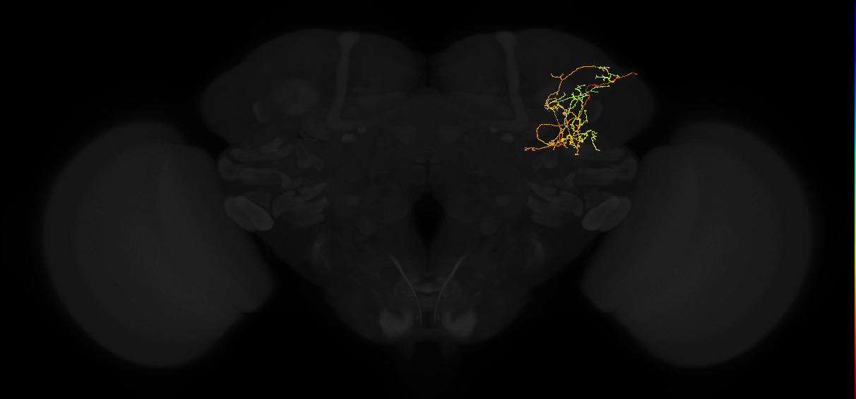 adult superior lateral protocerebrum neuron 383