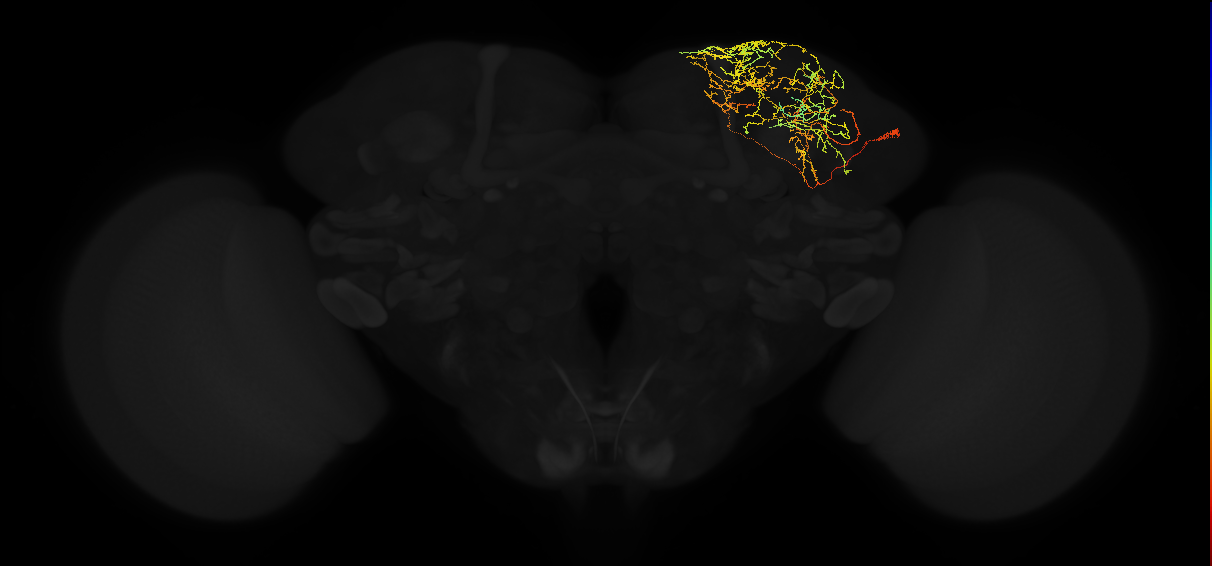 adult superior lateral protocerebrum neuron 385