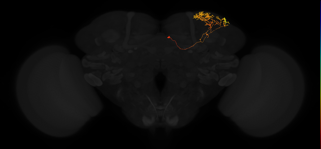adult superior lateral protocerebrum neuron 387