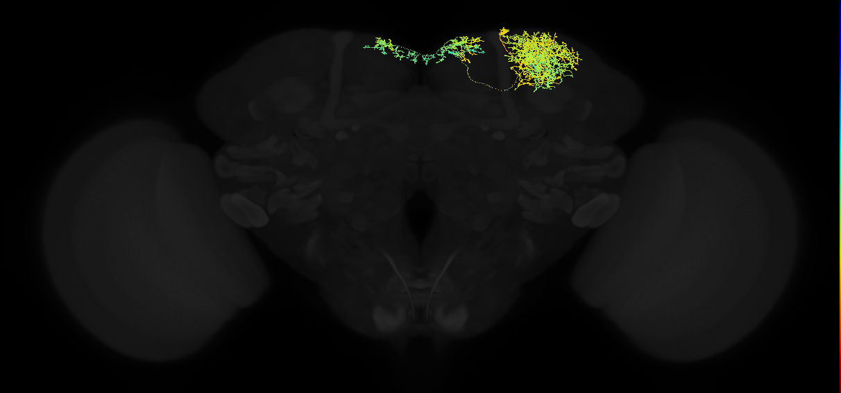 adult superior lateral protocerebrum neuron 388