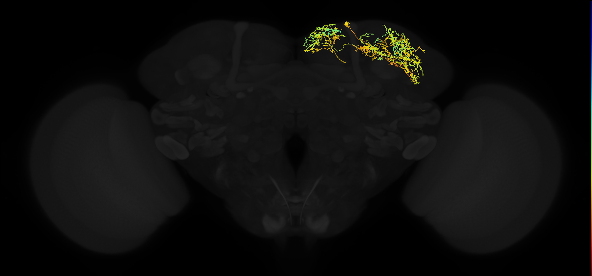 adult superior lateral protocerebrum neuron 389