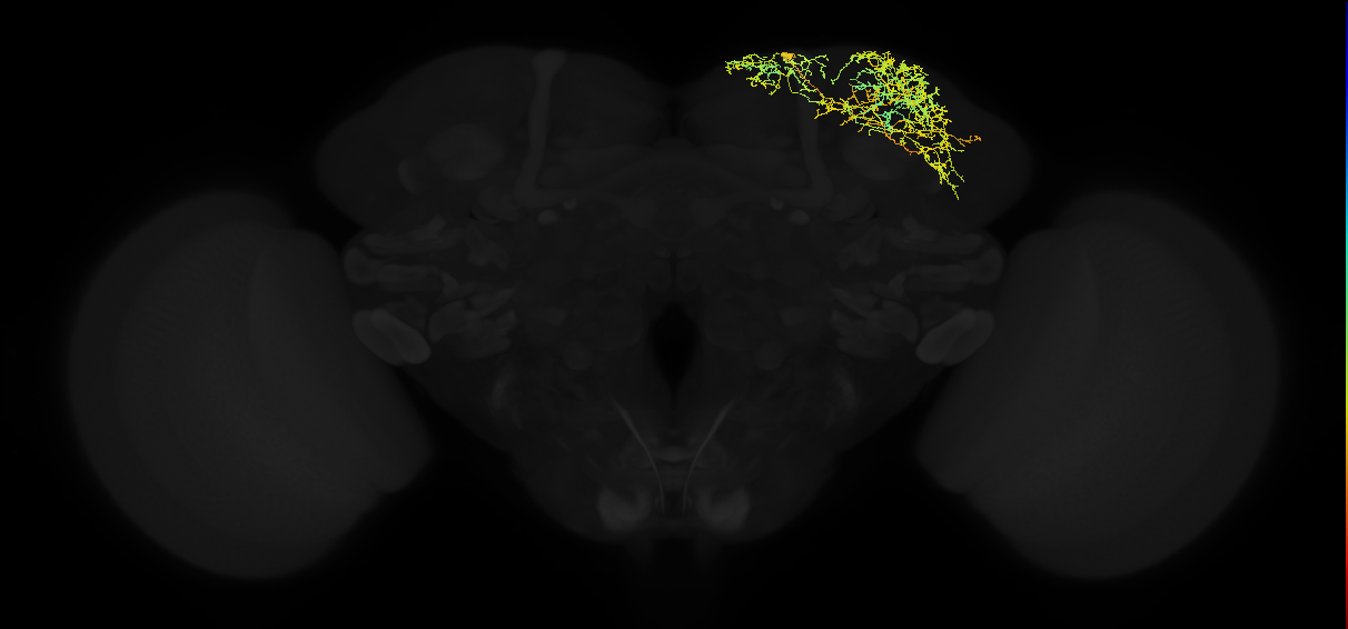 adult superior lateral protocerebrum neuron 391