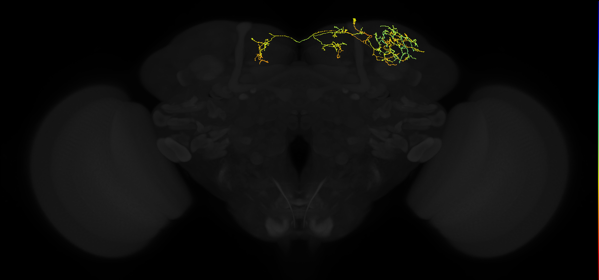 adult superior lateral protocerebrum neuron 393