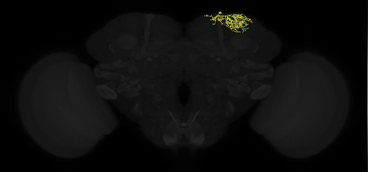 adult superior lateral protocerebrum neuron 394