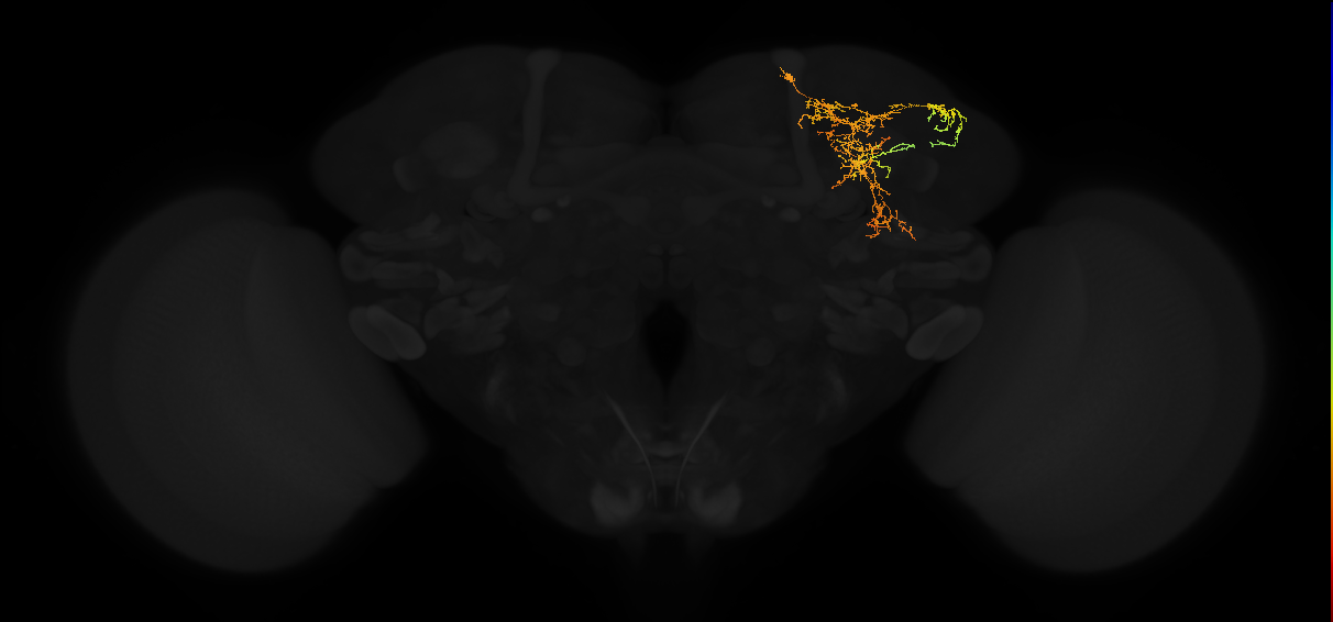 adult superior lateral protocerebrum neuron 395