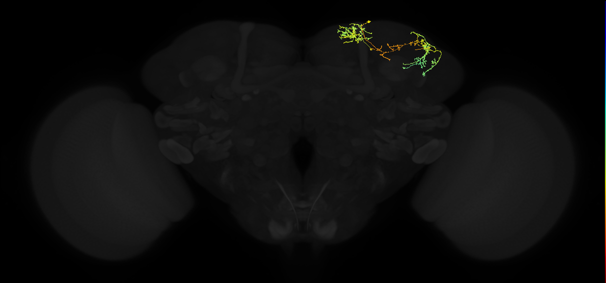 adult superior lateral protocerebrum neuron 396