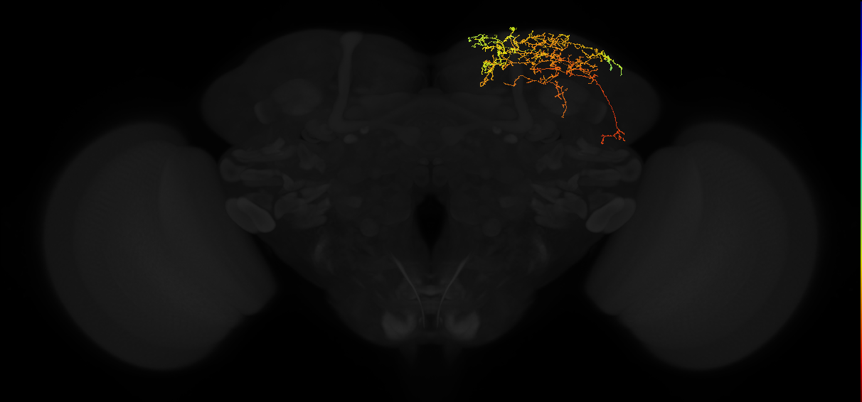 adult superior lateral protocerebrum neuron 397