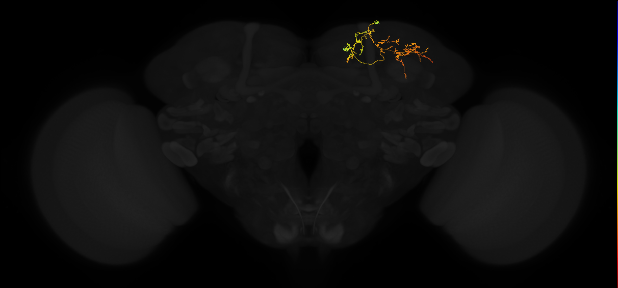 adult superior lateral protocerebrum neuron 398