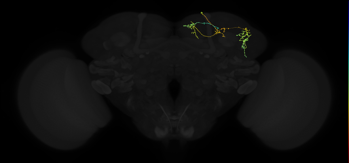adult superior lateral protocerebrum neuron 401