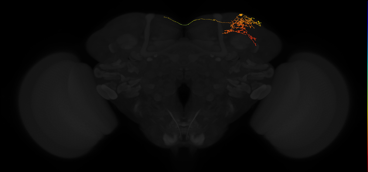 adult superior lateral protocerebrum neuron 403