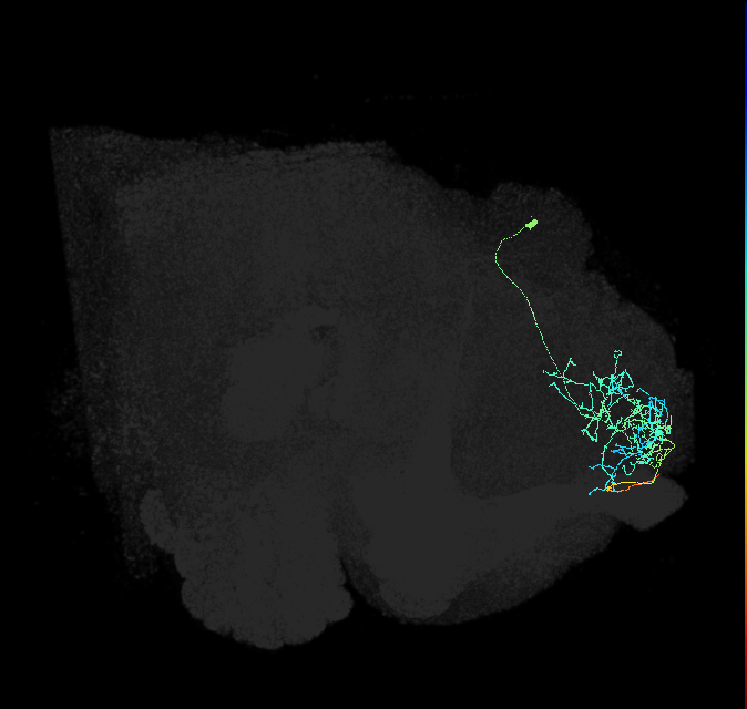 SLP405_b_R (FlyEM-HB:298249624)