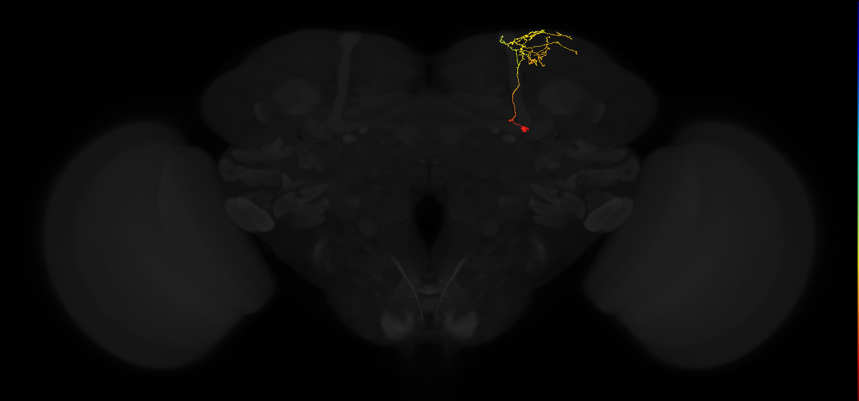 adult superior lateral protocerebrum neuron 405